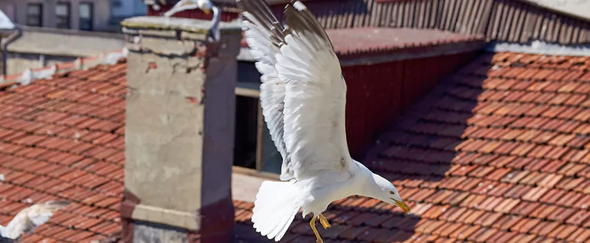 Residential Chimney Animal Removal Solution in Southgate, MI
